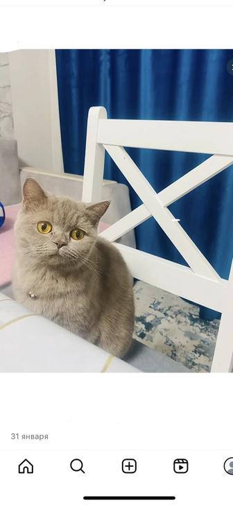 Шотландская прямоухая кошка 1 год 10 месяцев