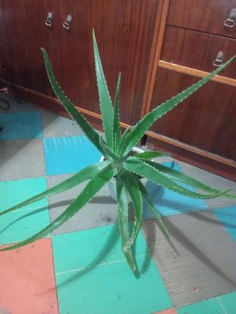 Продам Алоэ Вера Лечебный