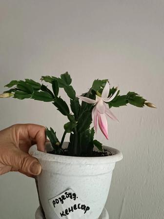 Комнатные растения