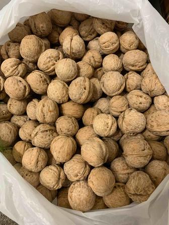 Продаю свежие грецкие орехи