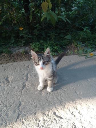 Котик