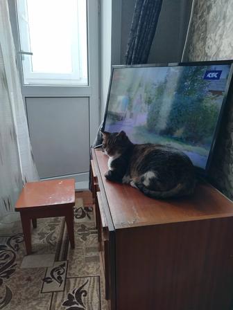 Отдам кота в добрые руки