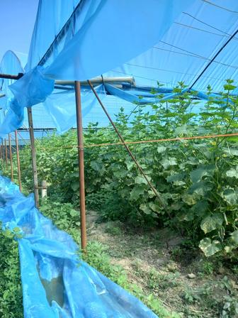 Теплица сатылады 6 соттык