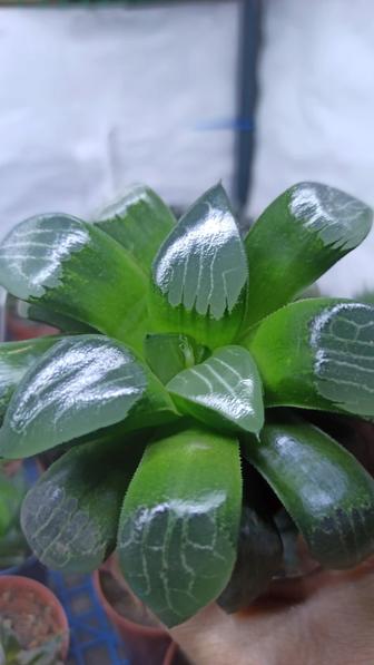 Haworthia Bayeri / Хавортия Байера