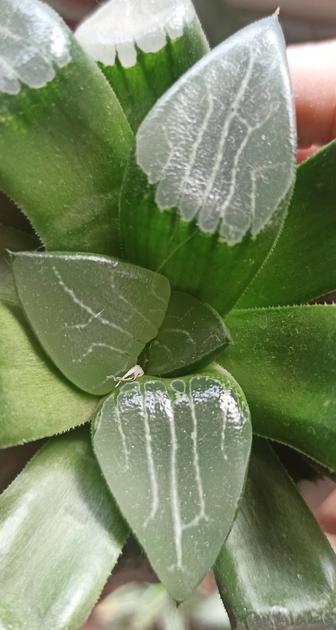 Haworthia Bayeri / Хавортия Байера