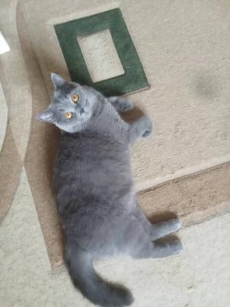 Отдам кота в добрые руки