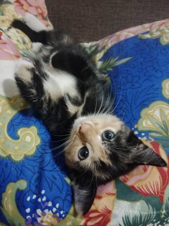 Отдам котят