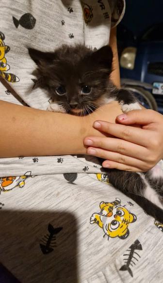 Котята бесплатно
