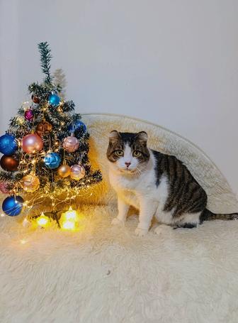 Кот кошка в добрые руки