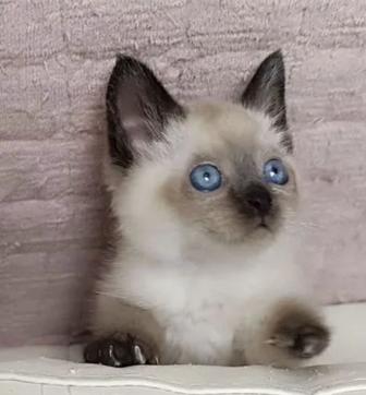 Сиямские котята три мальчика одна девочка