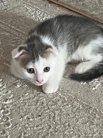 Котенок