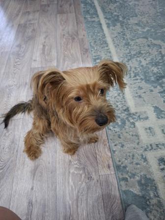 Голоден йорк познакомится для вязки