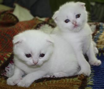 Продам белых вислоухих котят