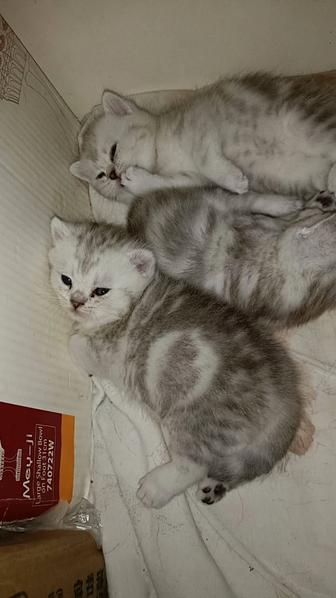 Шотландские котята чистокровные шикарный окрас мальчик .