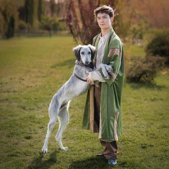 Профессиональная собака породы Казахская Тазы для фото- и видеосъёмок