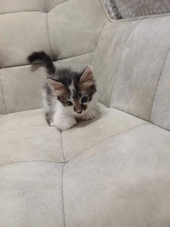 Отдам котенка