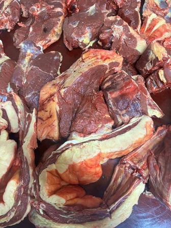 Мяса конины из Тургая