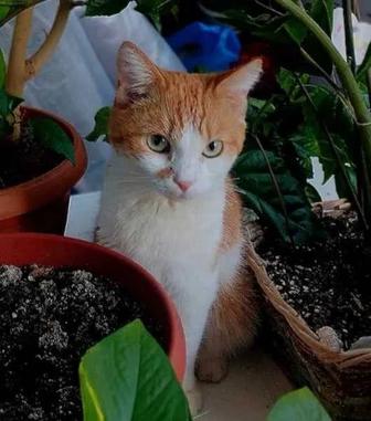 Кошечка в добрые руки