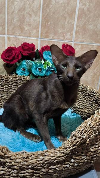 Oriental Гавана Шоколадик