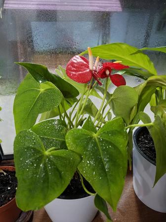 Гулдер сатылады