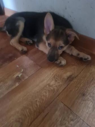 Щенок дворняжки бесплатно