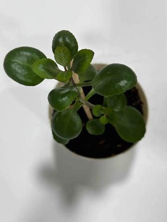 Комнатные растения Продам в ассортименте разные