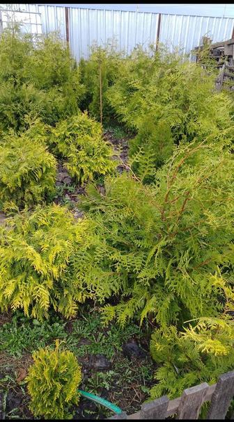 Продам тую брабант