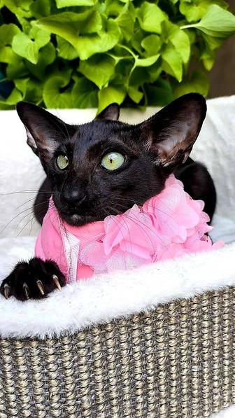 Ориенталы BLACK - черные- Эбони