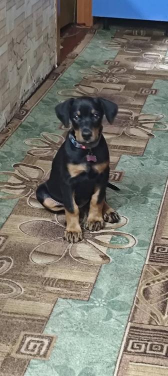 Продам добермана без документов 2 месяца знает команды девочка
