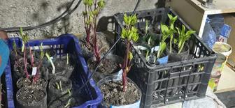 Цветы садовые клематисы хосты пионы