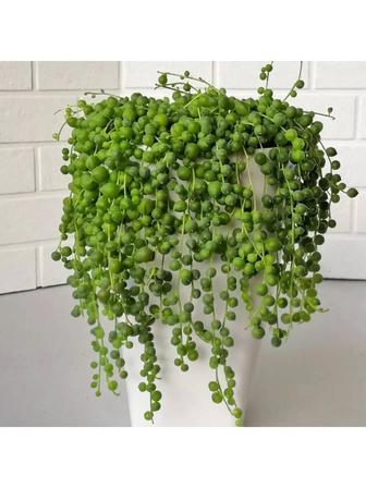 Продается крестовник Роули.