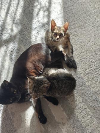 Отдам котят в добрые руки