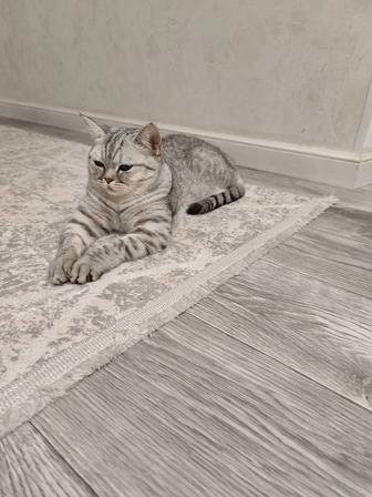 Отдам Котенка в хорошие и добрые руки