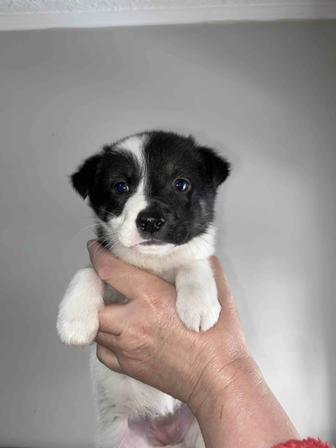 Отдам умного щенка в хорошие руки