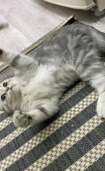 Кошка,шотландский