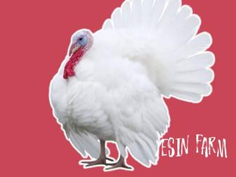 Хайбрид конвертер инкубационные яйца индюков, стабильный вывод