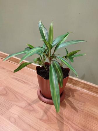 Драцена пальма 3 отростока в одном горшке. Многолетний комнатный цветок.