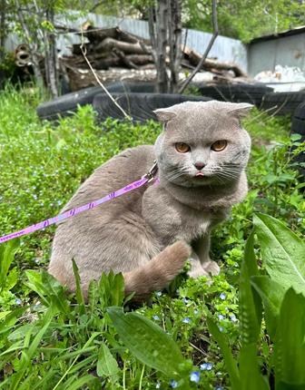 Кот шотландский вислоухий