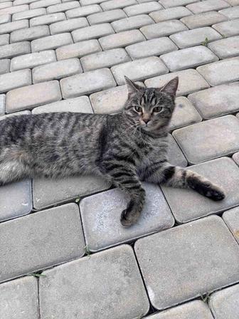 Котик ищет себе дом