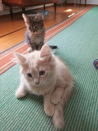 Отдам котят в хорошие руки. 2 месяца, к лотку приучены.
