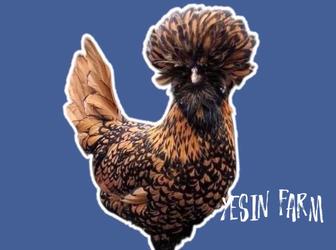 Инкубационные яйца кур для фермы и домашнего разведения