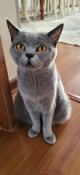 Продам вислоухий британец