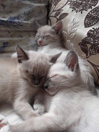 Котята