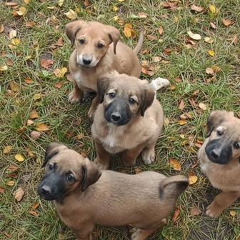 Щенки наполовину тазы