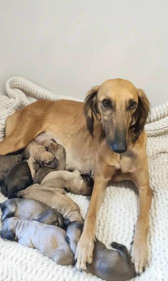 Щенки наполовину тазы