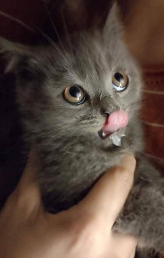 Котята в хорошие руки