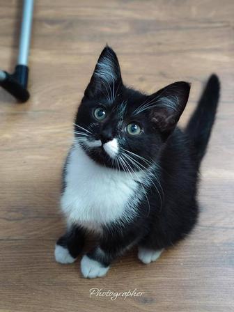 Котенок