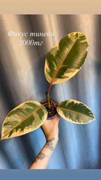 Продам комнатные растения