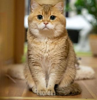 Ищу кота на вязку