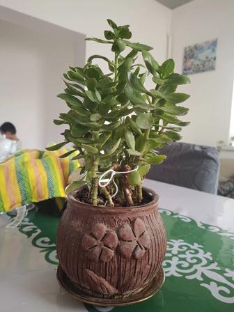 Цветы каланхоэ